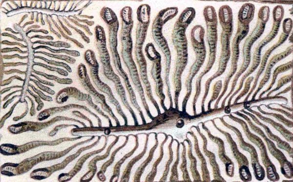 Lesy, smrk a lýkožrout